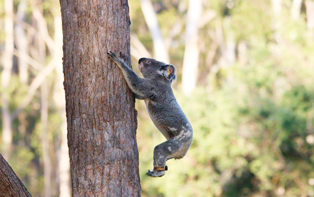 koala climbing up a tree